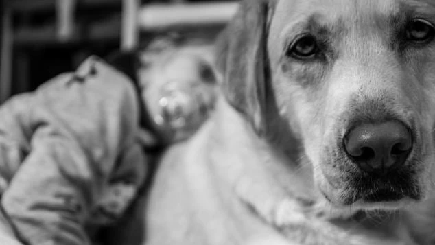 Σκύλοι – θεραπευτές σκορπίζουν χαρά και απαλύνουν τον πόνο παιδιών με καρκίνο